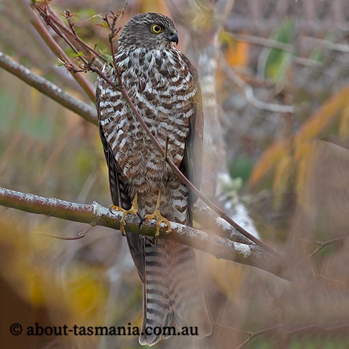 Collared Sparrowhawk, Tachyspiza cirrocephala, Accipiter cirrocephalus, Tasmania