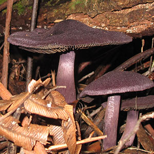 Cortinarius austroviolaceus