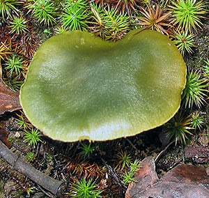 Cortinarius austrovenetus