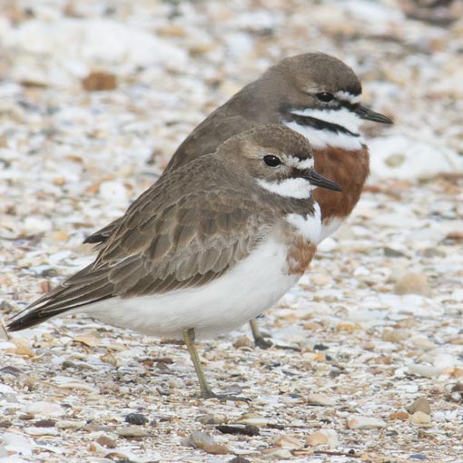 Double-banded Plover, Charadrius bicinctus, Tasmania