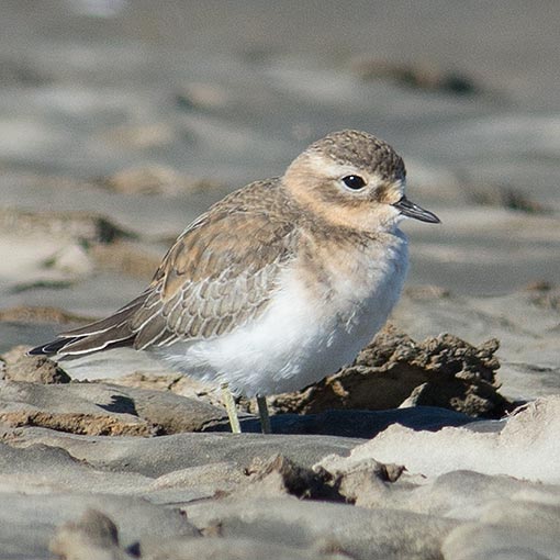 Double-banded Plover, Charadrius bicinctus, Tasmania