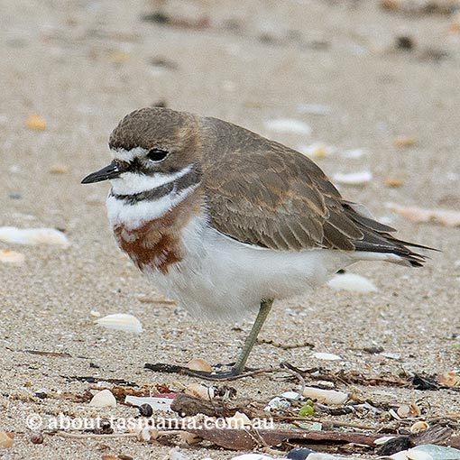 Double-banded Plover, Charadrius bicinctus, Tasmania