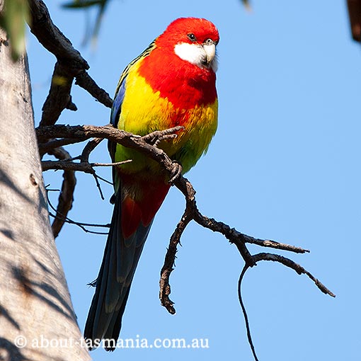 Eastern Rosella, Platycercus eximius, Tasmania