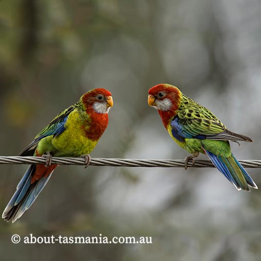 Eastern Rosella, Platycercus eximius, Tasmania