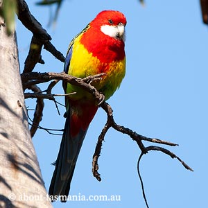 Eastern Rosella