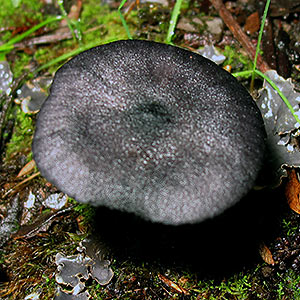 Entoloma discrepans