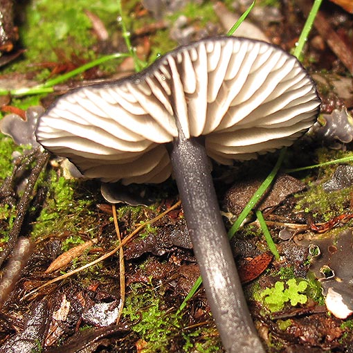 Entoloma discrepans, fungi, Tasmania