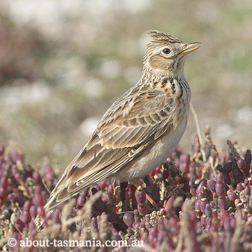 Eurasian Skylark, Epthianura albifrons, Tasmania
