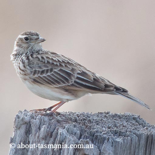 Eurasian Skylark, Epthianura albifrons, Tasmania