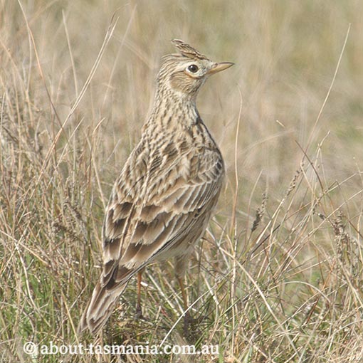 Eurasian Skylark, Epthianura albifrons, Tasmania