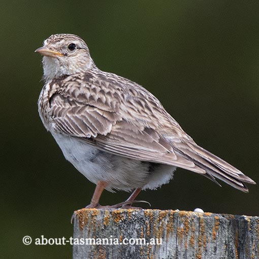 Eurasian Skylark, Epthianura albifrons, Tasmania