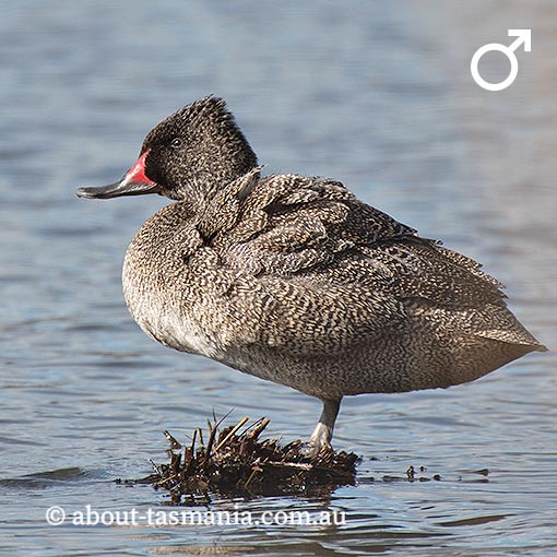 Freckled Duck, Stictonetta naevosa, Tasmania, birds in Tasmania