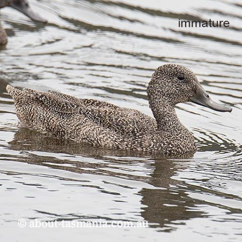 Freckled Duck | About Tasmania