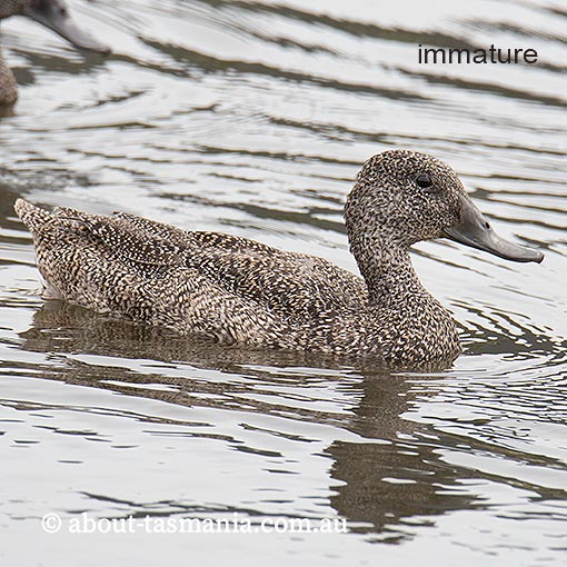 Freckled Duck, Stictonetta naevosa, Tasmania, birds in Tasmania