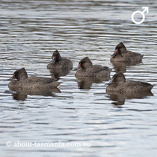 Freckled Duck, Stictonetta naevosa, Tasmania, birds in Tasmania