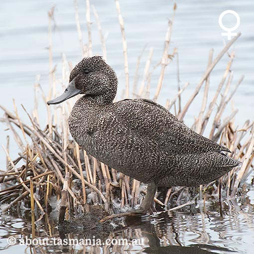 Freckled Duck, Stictonetta naevosa, Tasmania, birds in Tasmania