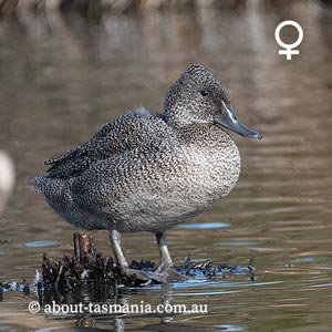 Freckled Duck