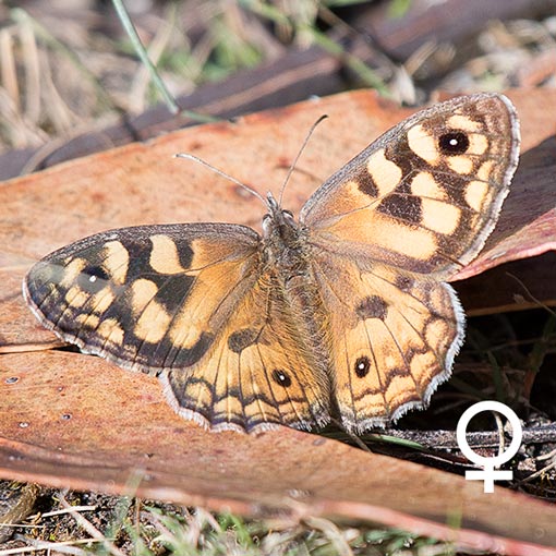 geitoneura_klugii_f Geitoneura klugii, Marbled Xenica, butterfly, Tasmania