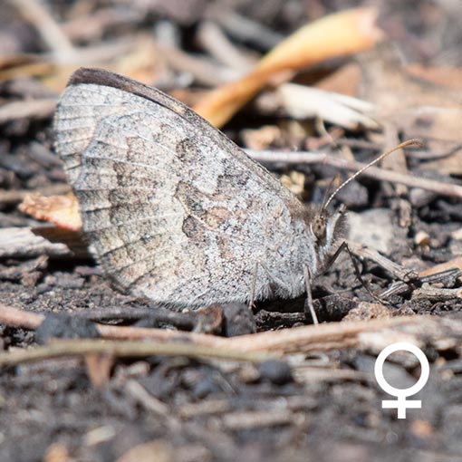 geitoneura_klugii_fv Geitoneura klugii, Marbled Xenica, butterfly, Tasmania