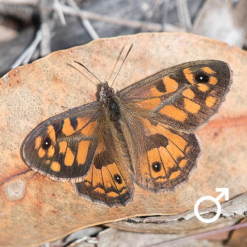 geitoneura_klugii_m Geitoneura klugii, Marbled Xenica, butterfly, Tasmania