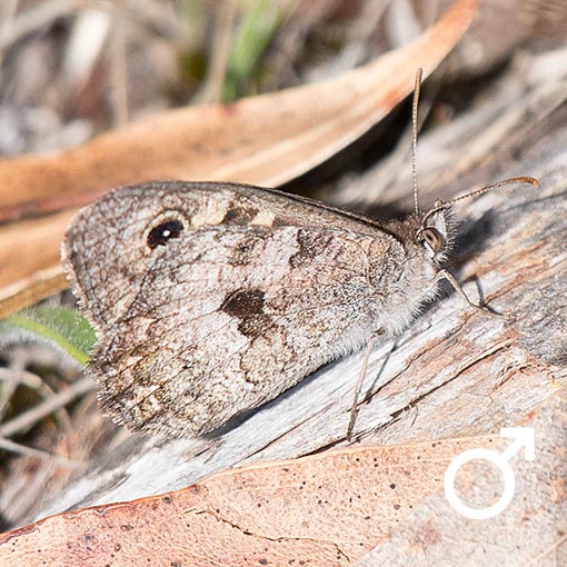 geitoneura_klugii_mv Geitoneura klugii, Marbled Xenica, butterfly, Tasmania