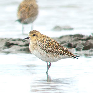 Pacific Golden Plover