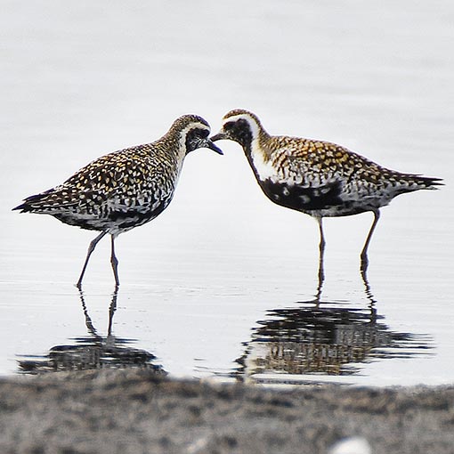 Pluvialis fulva Tasmania