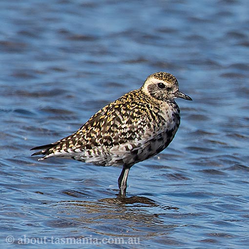 Pacific Golden Plover | About Tasmania