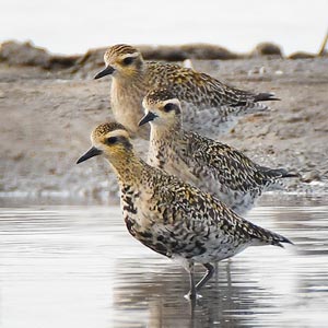 Pacific Golden Plover