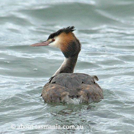 Great Crested Grebe, Podiceps cristatus, Tasmania