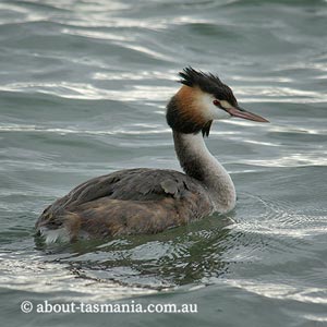 Great Crested Grebe