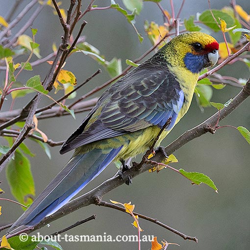 Green Rosella, Platycercus caledonicus, Tasmania
