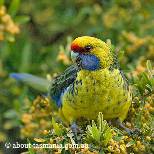 Green Rosella, Platycercus caledonicus, Tasmania