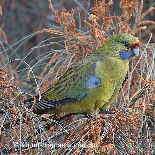 Green Rosella, Platycercus caledonicus, Tasmania