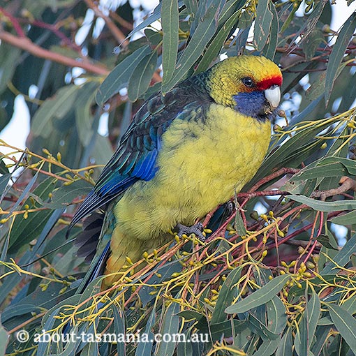 Green Rosella, Platycercus caledonicus, Tasmania