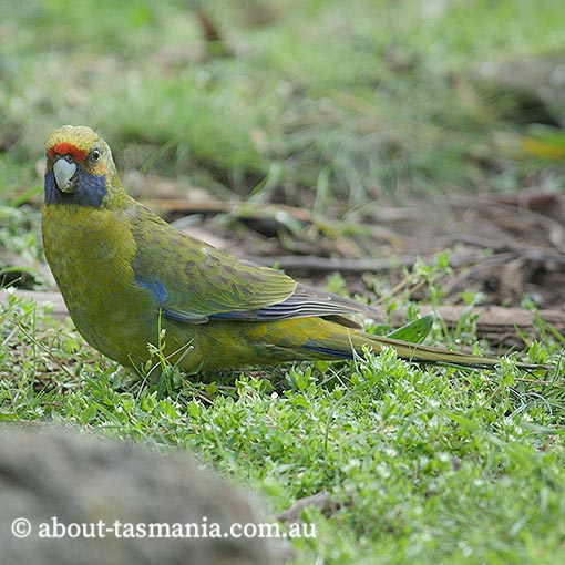 Green Rosella, Platycercus caledonicus, Tasmania