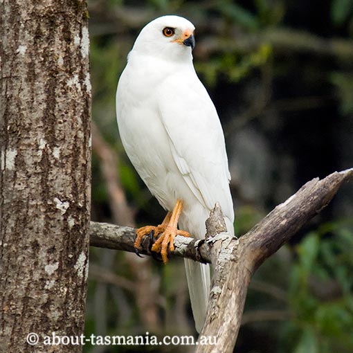 Grey Goshawk, White Goshawk, Tachyspiza novaehollandiae, Accipiter novaehollandiae, Tasmania