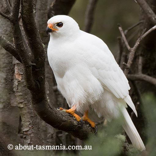 Grey Goshawk, White Goshawk, Tachyspiza novaehollandiae, Accipiter novaehollandiae, Tasmania