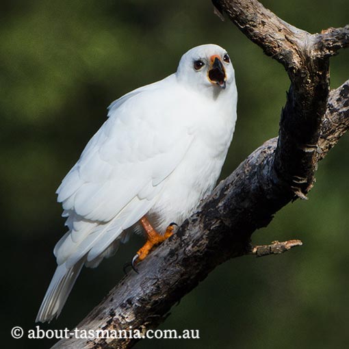 Grey Goshawk, White Goshawk, Tachyspiza novaehollandiae, Accipiter novaehollandiae, Tasmania