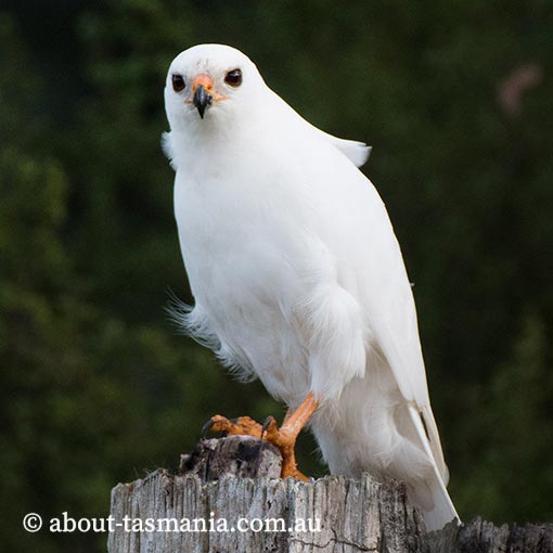 Grey Goshawk, White Goshawk, Tachyspiza novaehollandiae, Accipiter novaehollandiae, Tasmania