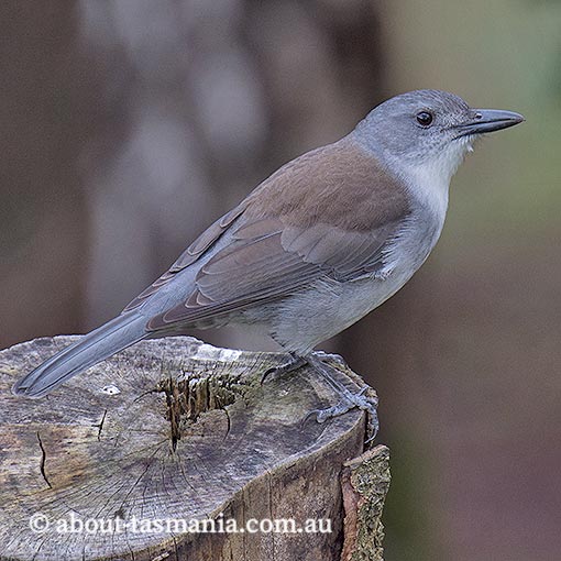 Grey Shrike-thrush, Colluricincla harmonica, Tasmania