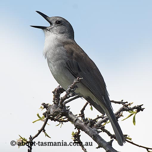Grey Shrike-thrush, Colluricincla harmonica, Tasmania
