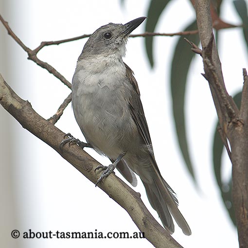 Grey Shrike-thrush, Colluricincla harmonica, Tasmania
