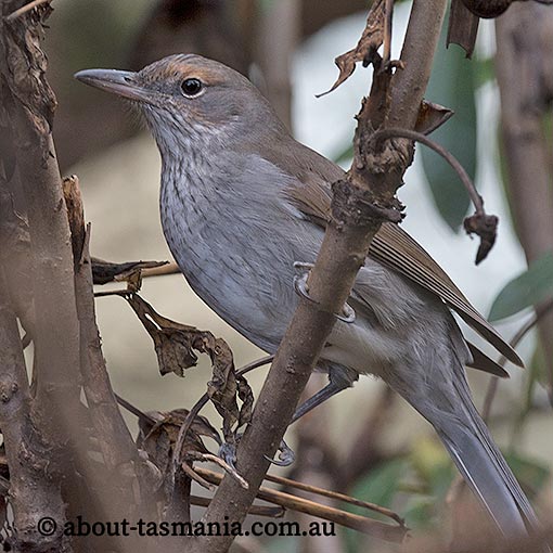 Grey Shrike-thrush, Colluricincla harmonica, Tasmania