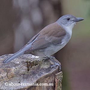 Grey Shrike-thrush