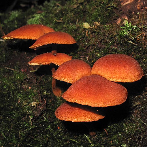 Gymnopilus ferruginosus, fungi, Tasmania