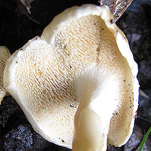 Hydnum repandum