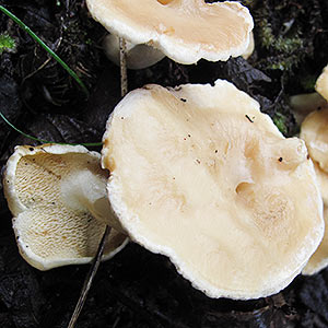 Hydnum repandum, fungi, Tasmania