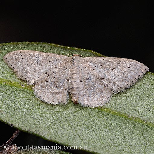 Idaea philocosma, Geometridae, Tasmania, moth