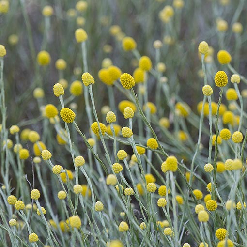 Calocephalus citreus, lemon beautyheads, Tasmania